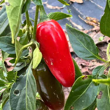 Serrano - Seeds - The Pepper Pantry (Formerly Marie Sharp's)